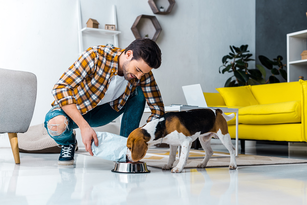 A man feeding cute dog in the living room at home