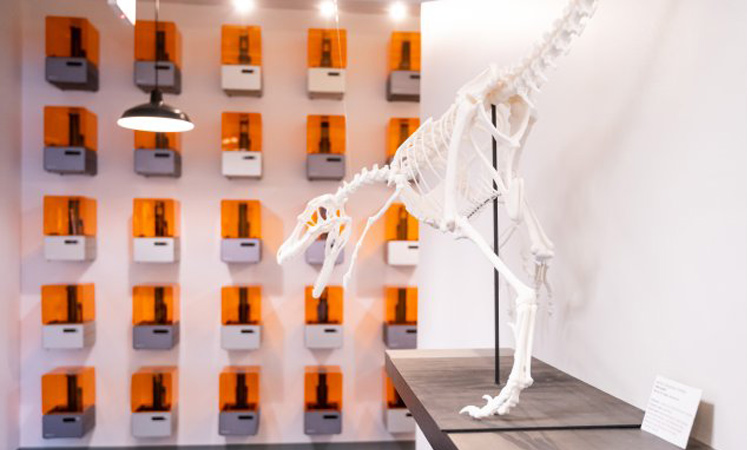 3D printed dinosaur skeleton with printer wall in the background