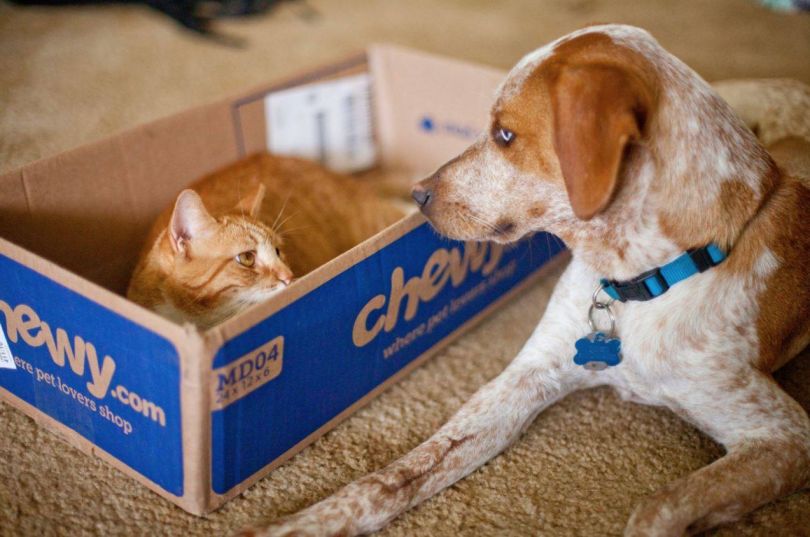 chewy e-commerce box dog cat
