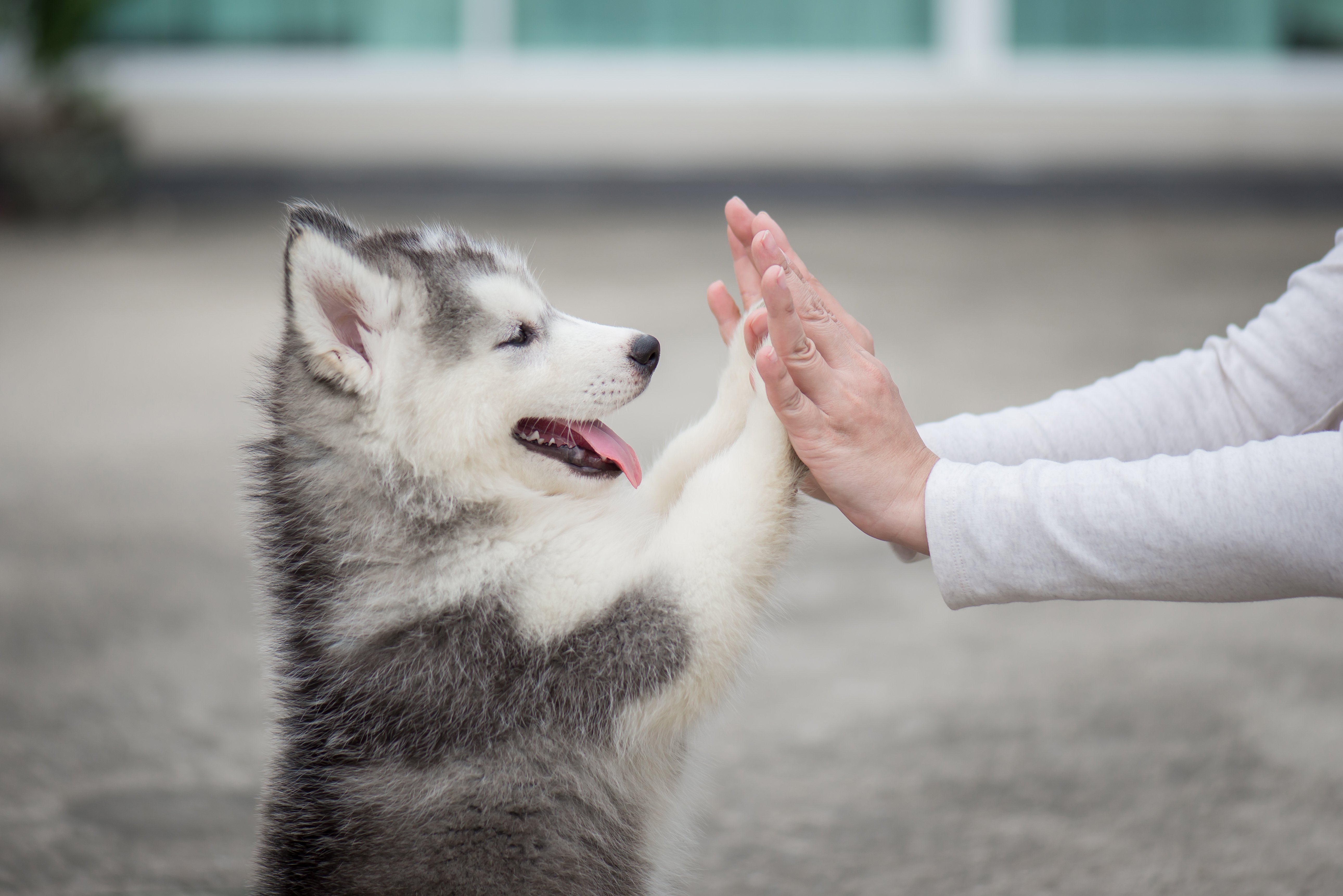 A smiling husky puppy high-fives a pair of hands.  