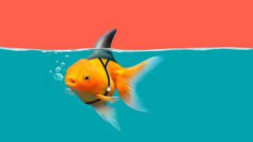 A goldfish swims under water wearing a shark fin.