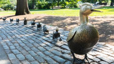 The Make Way For Ducklings sculptures at the Boston Public Garden.