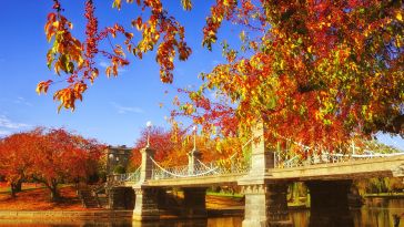 Autumn foliage at Boston Common